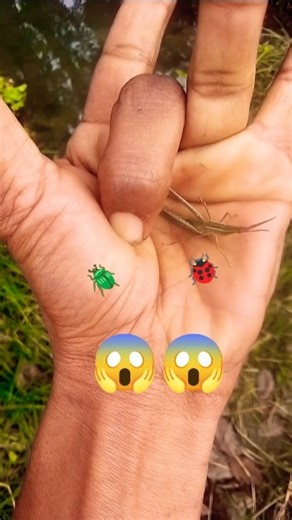 It is the Smaller 🪲shiny jewel beetleYp-0781 #beautifulinsects #nature#anyuniqueanimals#insects