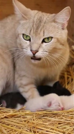 Brave Mother Cat Fights A Snake To Protect Her Kittens