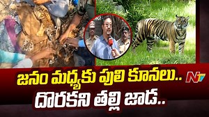 16K views · 60 reactions | జనం మధ్యకు పులి కూనలు..24 గంటలు గడిచిన తల్లి జాడ లేదు..! Download ffreedom app and apply coupon “NTV” to avail Rs 3000 scholarship instantly- https://ffreedom.com/ntv #Tiger #Nandyala #NTVNews #NTVTelugu | Ntv Telugu | Facebook