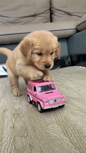 The cutest puppy you will see today. if you like subscribe 😄🤠🤠 #puppyvideos #puppypic #puppyeyes