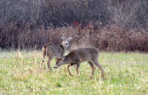 Deadly chronic wasting disease spreading in Ohio deer population