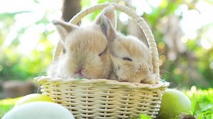 Adorable little brown easter bunnies holland lop sleeping on wicker basket, at near Easter eggs. Close up shot, 4K UHD