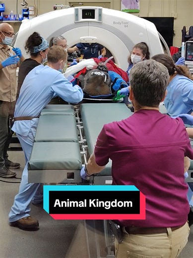 Stick around for more Disney Fun! You never know what you're going to see at the Conservation Station at Disney's Animal Kingdom!! So cool to randomly see animal procedures going on there #animalkingdom #disneysanimalkingdom #disneyworld #disneyparks #gorilla