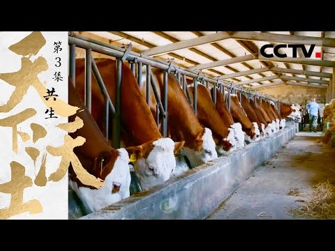 《天下沃土》第3集 一田两用？水稻田里养河蟹 河蟹使得稻田土壤更加肥沃！【CCTV纪录】