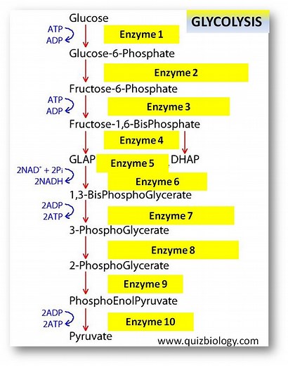 Glycolysis Enzyme Labeling Diagram Quiz  | Physiology Quiz