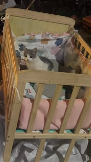 @dreamycat_996 on Instagram: "“In a trash heap, inside a tiny cradle, a little kitten has appeared. It’s a baby too.”"