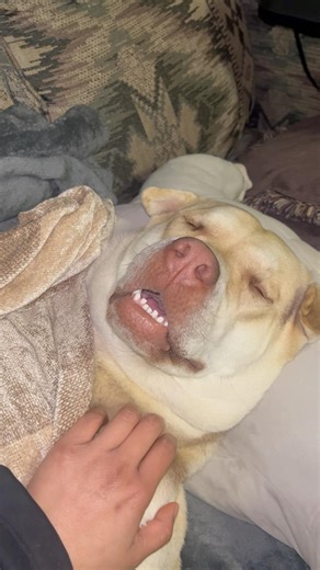 Berlin’s snoring like a cow