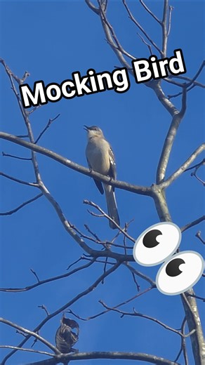 Northern Mockingbird Singing in a Tree