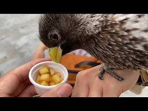 🐦【日帰り旅行VLOG】掛川花鳥園で鳥たちとふれあい＆さわやかハンバーグで満腹！ 2025.6.20