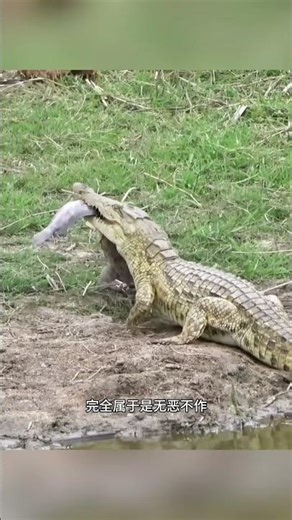 The elephant beats up the sixth crocodile.