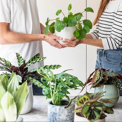 9 plant subscription services to fill your home with greenery