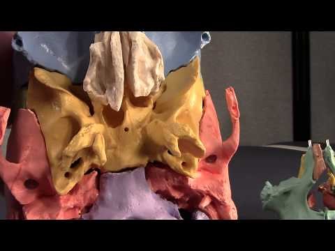 Human Cranial Osteology: Part VII, The Sphenoid