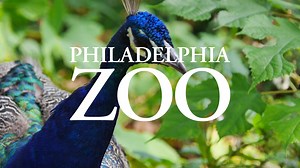4.8K views · 2.4K reactions | From giraffe feedings and free-flight birds to scavenger hunts, immersive exhibits, and so much more, the Zoo is Philly's favorite spot for exploration and adventure. | Philadelphia Zoo | Facebook
