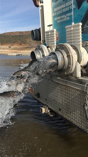 Did you know: In 2024, we stocked a whopping 12,831,218 fish (totaling a combined 1,238,903 pounds) into 722 Utah waterbodies! 🐟 Learn more about our stocking strategies and which species we currently stock throughout the state: bit.ly/4fdvJqY | Utah Division of Wildlife Resources