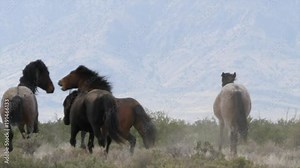Slow motion of wild horses fighting at the west Utah desert