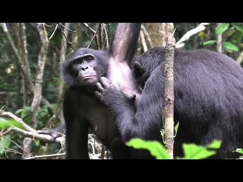 Grooming Behavior among Wild Bonobos!