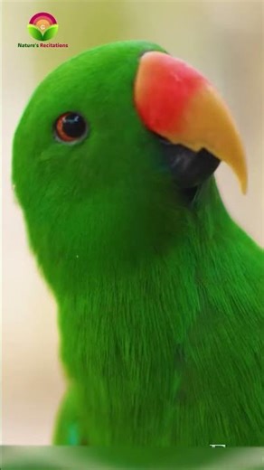 Surah Al Ghafir❤️| Animals in Scenic Wildlife❤️| Nature's Recitations #quran #shorts #birds