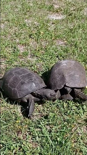 Florida Gopher Tortoises fighting