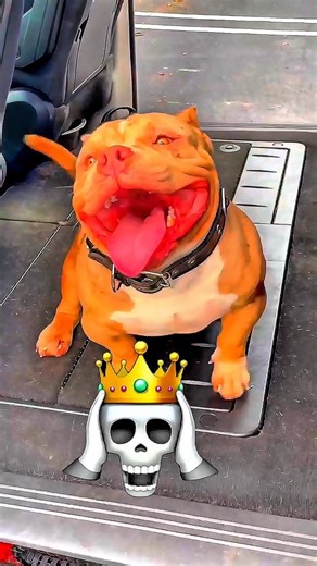 Small Dogs vs Big Dogs – The Difference Will Shock You