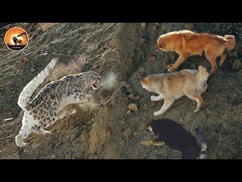 The Most Mysterious Predator of the High Mountains Faces a Fight for Survival | Wild Animals