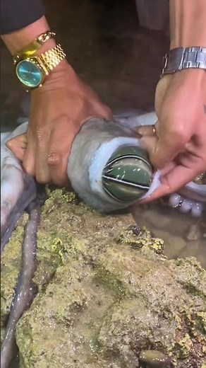 Giant Squid Discovery at Night | Incredible Ocean Creature Found on the Shore