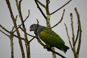 Grey Parrot Videos, Download The BEST Free 4k Stock Video Footage & Grey Parrot HD Video Clips
