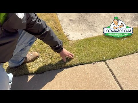 Trinity Zoysia vs Zeon Zoysia - Fine Blade Zoysia Grass Types