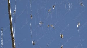 Insects mosquitoes gnat stuck in spiderweb on blue background, close-up. Diptera, Nematocera, Culicomorpha, Culicoidea, Culicidae Stock Video