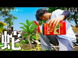 【対策】廃墟に蛇を寄せ付けない!被害に遭う前に徹底対策! #474