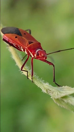 Unbelievable MACRO Footage of Insects YOU DON'T KNOW EXIST (4K Close-Up)