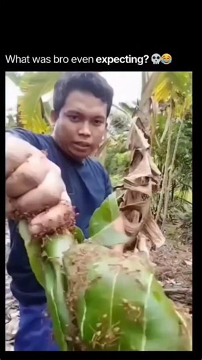 Innovate.ai on Instagram: "The post shows a video of an Indonesian man calmly removing a banana bunch infested with ants, brushing them off while sharing a lesson on composure. The author credits it as a life lesson in facing problems without panic. . . . . . . . . Shared by lawyer @emerson_yuntho on January 14, 2026, the video quickly gained over 3,000 likes and 300,000 views, highlighting the viral appeal of relatable rural wisdom in Indonesia’s social media culture. . . . . . . . Replies mix 