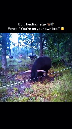 Angry Bull vs Tiny Fence #animal #fyp #fypviral #foryou #viralvideo | animal videos