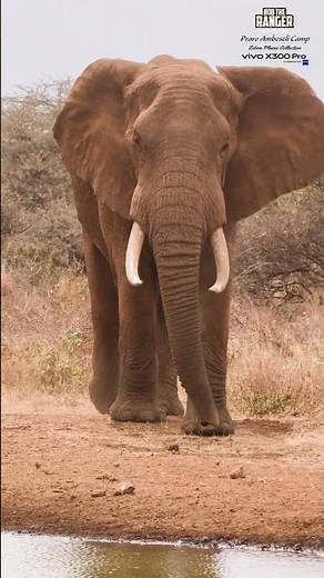 🐘🐘 Elephant Approaching The Water at Praro Amboseli Camp 🐘🐘 #vivoX300pro #wildlife
