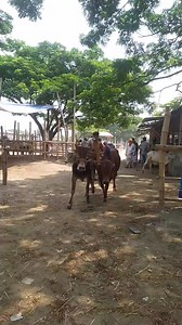 21K views · 190 reactions | Biggest Cow in Bangladesh on Reels | Facebook