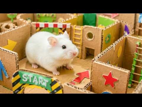 Hamster Escapes from a Rainbow Pop-It Cardboard Maze | Hamster Maze
