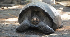 ‘Extinct’ Galapagos tortoise found after 100 years