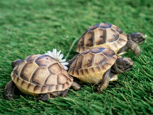 Female tortoises walk off cliffs to avoid sexually aggressive males, says study