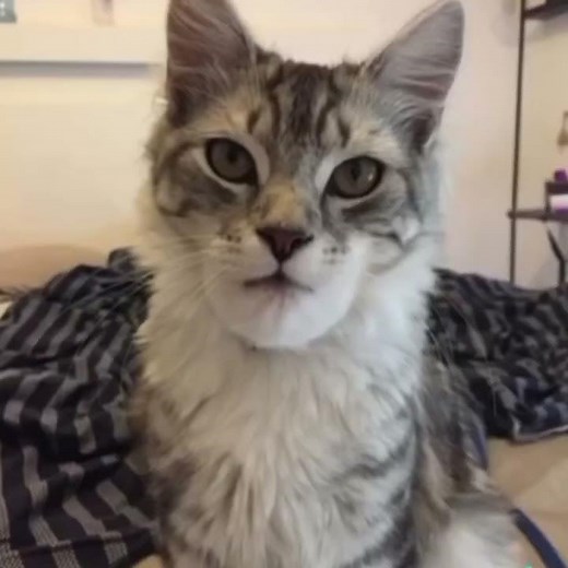 dog stung by bee vs cat