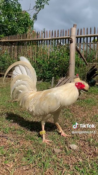 White Kelso Battlecock Highlights and Fighting Style