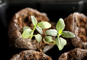 How to Transplant Seedlings After Germination