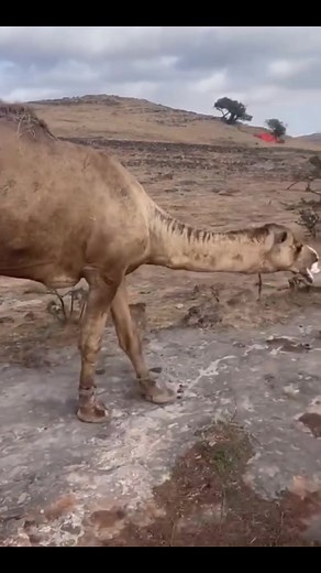 Fascinating Camel Mating Behaviors Explained