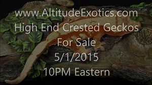 Watch in HD for the best quality! On May 1st at 10 PM Eastern we will be updating the website with brand new adult and sub-adult high end crested geckos for sale. These will include 25 new females and a handful of cornerstone males. Don't miss out! | Altitude Exotics