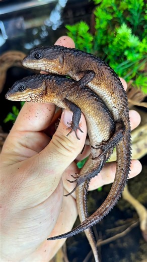 ‎أنِماليا 🐍🇸🇦‎ on Instagram: "Asian spiny tailed water skink born in out shop 😍❤️ #reptiles #reptilekeeper #lizards #lizardsofinstagram #viral"