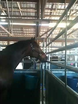 One angry horse