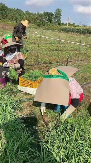 Zero-Cost Sun Protection for Hot Field Work