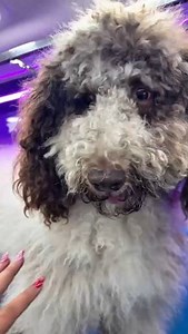 This is the first grooming of 2026 🐾🚐💛 and it’s also a reminder of how much our dogs depend on us. When coats are left unattended for too long, discomfort, skin issues, and stress can slowly take over. Regular care isn’t just about looks, it’s about well-being, comfort, and quality of life. Let’s make 2026 the year we show up better for them. 📅 Book your pet’s appointment by calling or texting 1 (689) 303 3396 🐾 | Buddy Mobile Pets Grooming