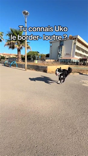 Les aventures joyeuses d'Uko le border-loutre