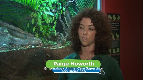 These Leaf Cutter Ants Moving Leaves to Their Nest Might Be The Creepiest Video You’ll See All Day