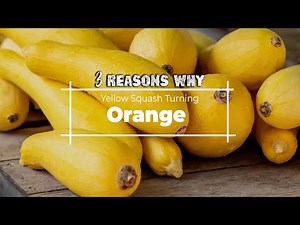 3 Reasons Why Yellow Squash Turning Orange