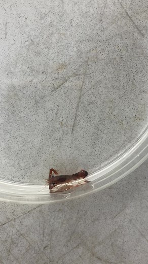 Welcome to our weird and wonderful world of lobsters! Boat for scale for our juvinelle lobster at The National Lobster Hatchery! #marineconservation #marinelife #lobsters #lobsterconservation #cornwall #padstow